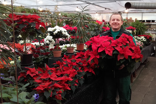 Plantecenter har solgt 2.500 julestjerner
