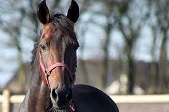 Million�ren Open er blevet pensionist