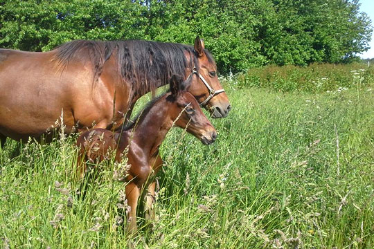 Otte hopper p� f�lles k�rlighedstur til Jylland