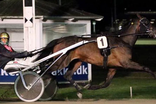 Delvis bornholmskejet hest til tops i Aalborg