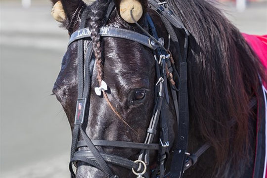 Lamott fremme p� Fyn