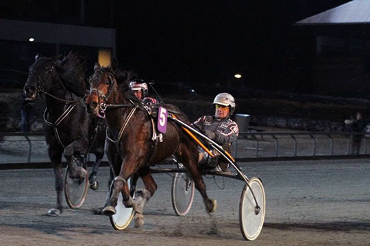 Ny andelshest til flere bornholmere