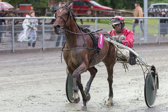 �rets travhest klar til s�sonpremieren