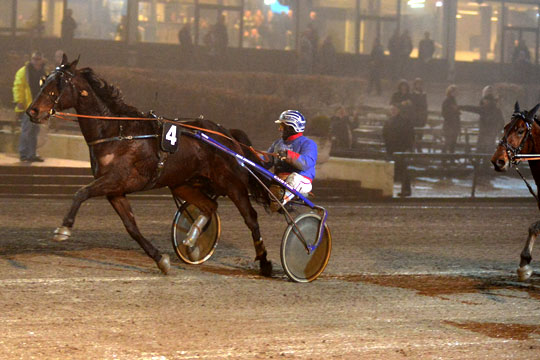 K�benhavner optimist med bornholmerhest