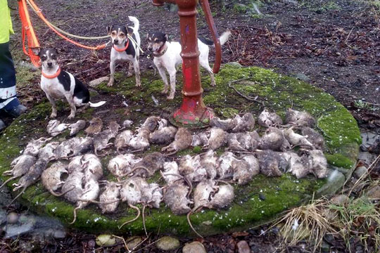Rottehunde fangede 72 rotter i stald