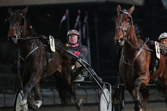 Nordsj�llandsk dyrl�ge k�ber travhest p� Bornholm