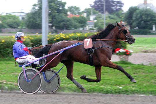 �konomisk gulerod til hesteopdr�ttere