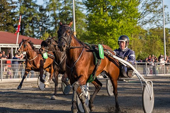 Nye heste er faldet godt til p� Bornholm
