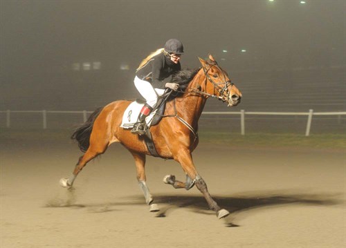 Bornholm til tops i Aarhus