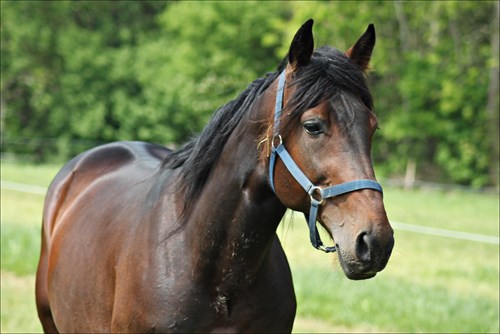 Avlshingst tilmeldt dansk storl�b