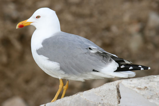 Fuglene vender den rigtige vej