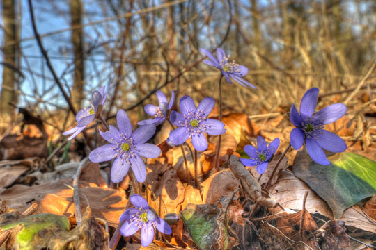 For�r giver lyst til anemonetur