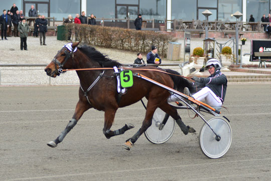 Delvis bornholmskejet travhest til tops i hovedstaden