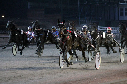 Ny hest skal starte allerede l�rdag otte dage