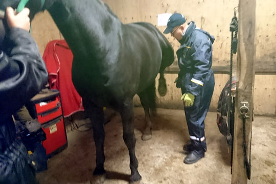 Healthy Horse bag temadag