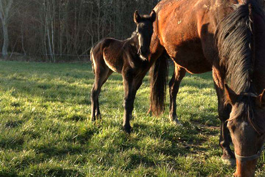 F�rste f�l efter Russel Hill p� Bornholm