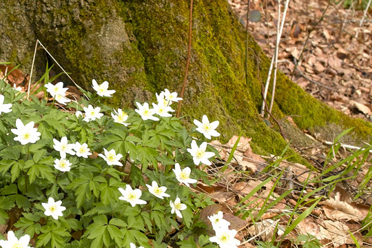 M�rk, se og h�r de f�rste for�rstegn 