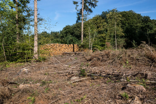 Skovejer d�mt for at f�lde fredsskov