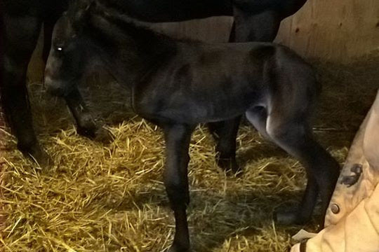 Sejrshests f�rste f�l