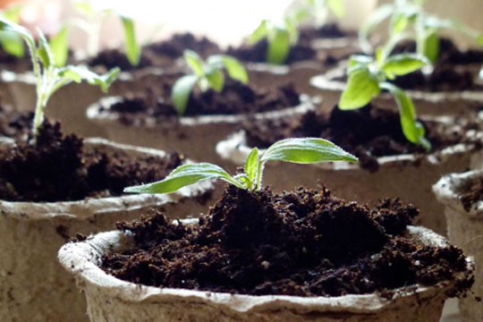 Forspiring i vindueskarmen