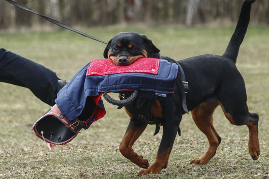 Rottweiler Klub s�ger stort tilskud