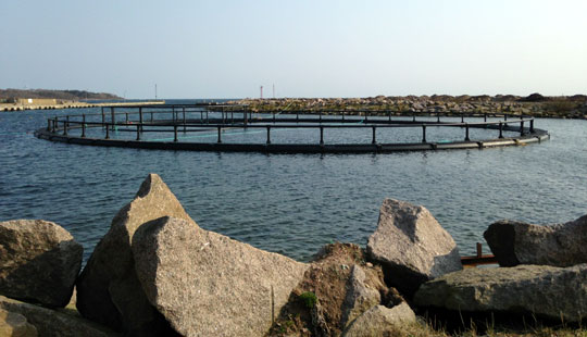 Nex� Havn h�ber p� havbrug