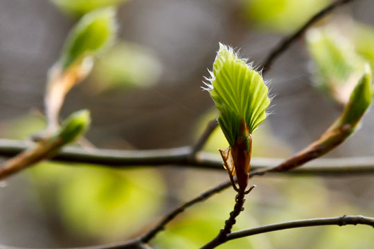 For�rets mange kendetegn