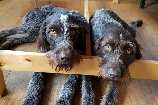 Politiet efterlyser to h�nsehunde