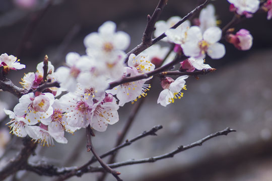 Stadig risiko for nattefrost