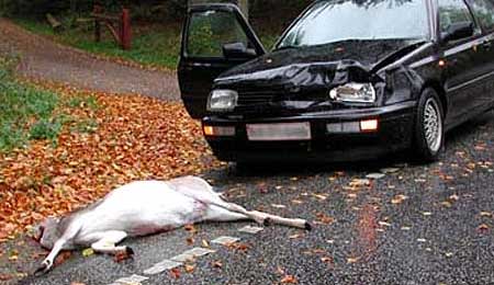 Pas p� dyr i trafikken