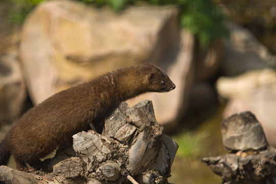 Vilde mink i naturen er et problem
