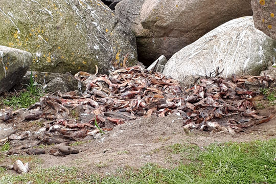 Ul�kkert fiskeaffald smidt i Kanondalen