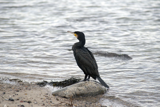 Sportsfiskere vil regulere skarvernes bestand