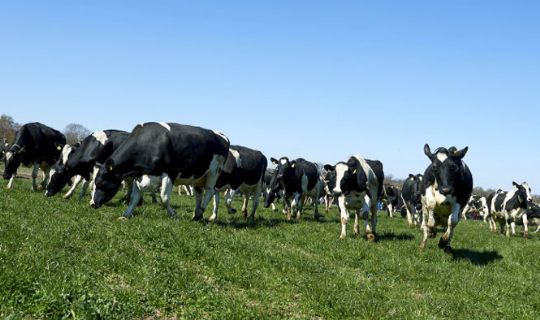 Over 100 løse køer