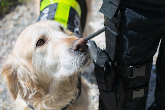 Hash fundet nedgravet i Nordskoven