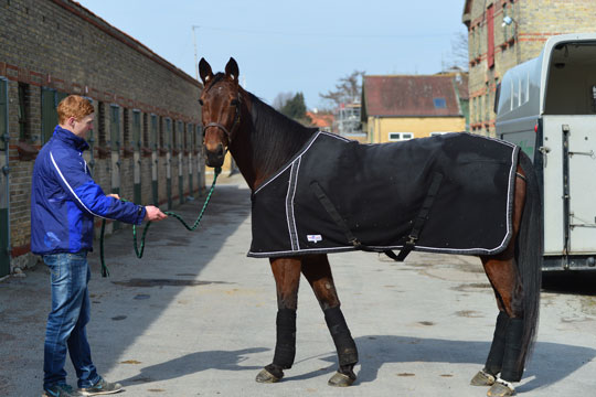 Bornholmere k�ber andelsheste i K�benhavn