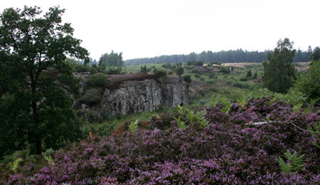 Forening �nsker at blive h�rt p� forh�nd