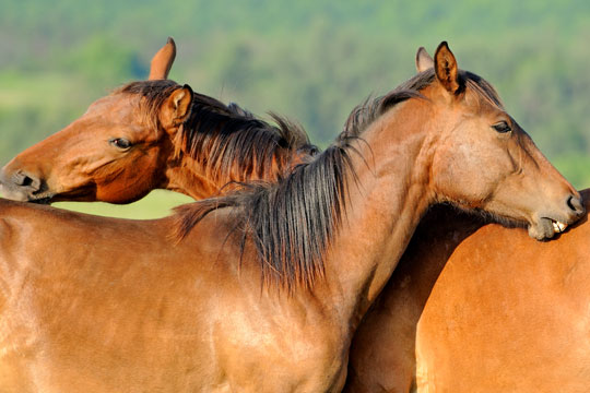 Kvinde sigtet for vanr�gt af heste