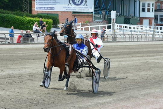 Bornholmer jagter vinderblomst i Sverige