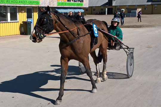 Hest i kapl�b om 200.000 svenske kroner