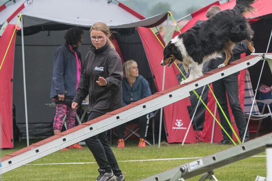 Bornholmsmestre k�ret ved stort agilityst�vne