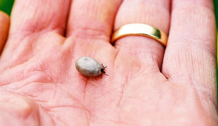 V�r p� vagt overfor skovfl�ten