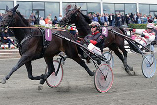 Delvis bornholmskejet travhest til tops p� Falster