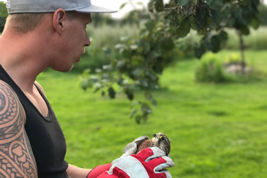 Redningsaktion for skadet t�rnfalk