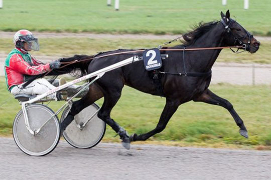 Delvis bornholmskejet travhest i l�b om 100.000 kr.