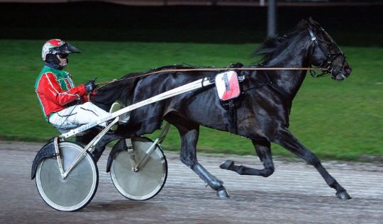 Delvis bornholmskejet travhest i l�b om over en halv million