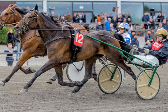 Delejet bornholmsk travhest i kapl�b om 200.000 skr.