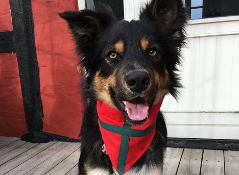 19 lokale hunde til DM