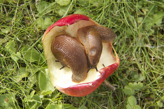 Praktisk l�rdom om naturen