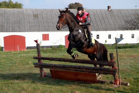 Mesterskab p� hesteryg